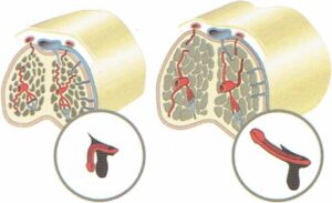 2Genital Structure2 - ETERNITY CLINIC by M.D. SUEBPONG ENGCHUAN
