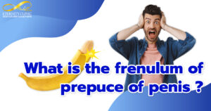 What is penile frenulum ?