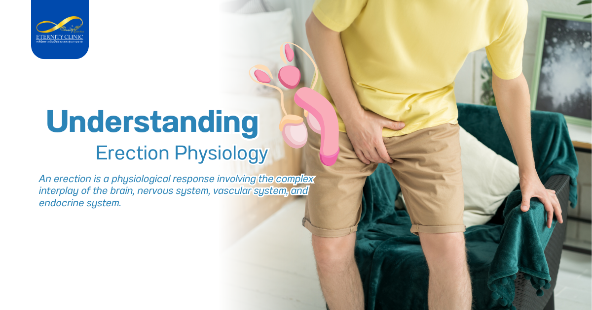 Erection Physiology