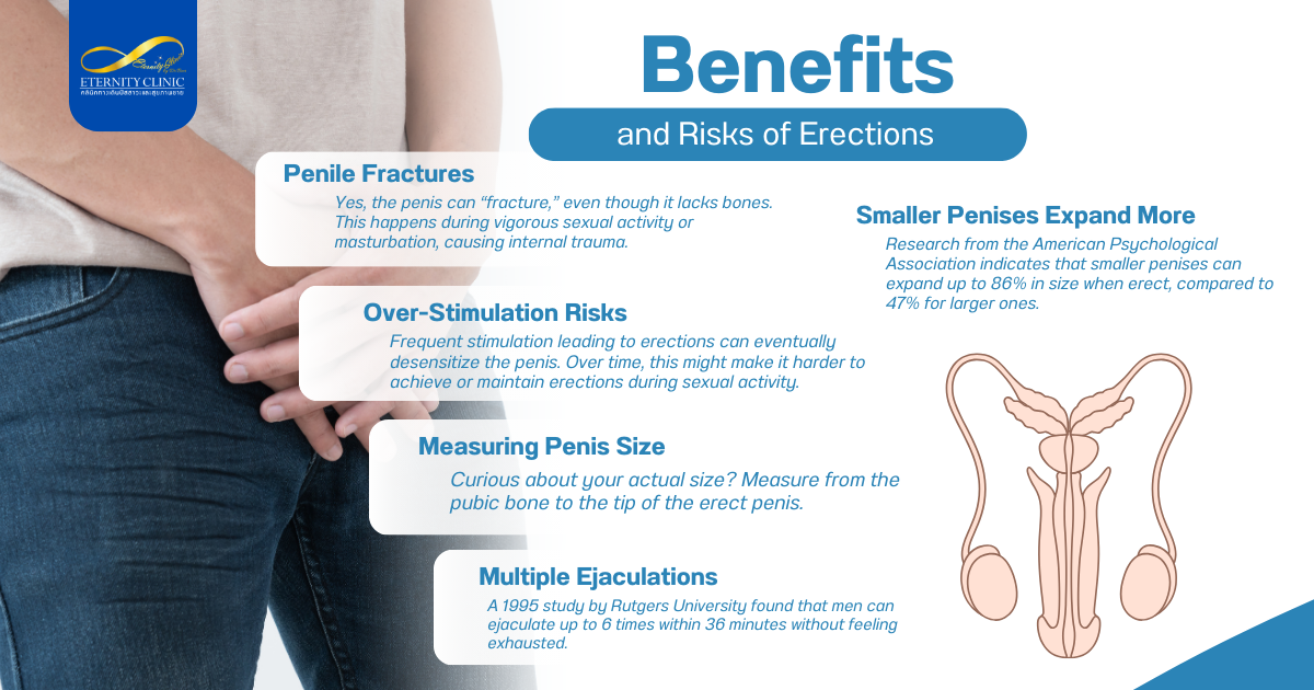 Male Erection4 - ETERNITY CLINIC by M.D. SUEBPONG ENGCHUAN Benefits and Risks of Erections